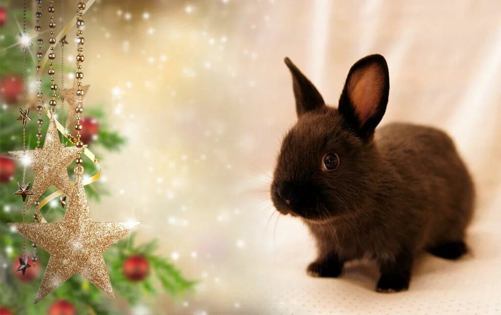 Новый год 2023 красивые. Новогодний черный кролик. Новый год 2023 кролик. Год кролика картинки новогодние. Кролики на новогодней веточке.