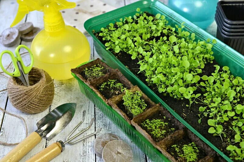 рассада кольраби. капуста брокколи высадка рассады. капуста брокколи рассада. капуста на рассаду когда сажать. рассада капусты.