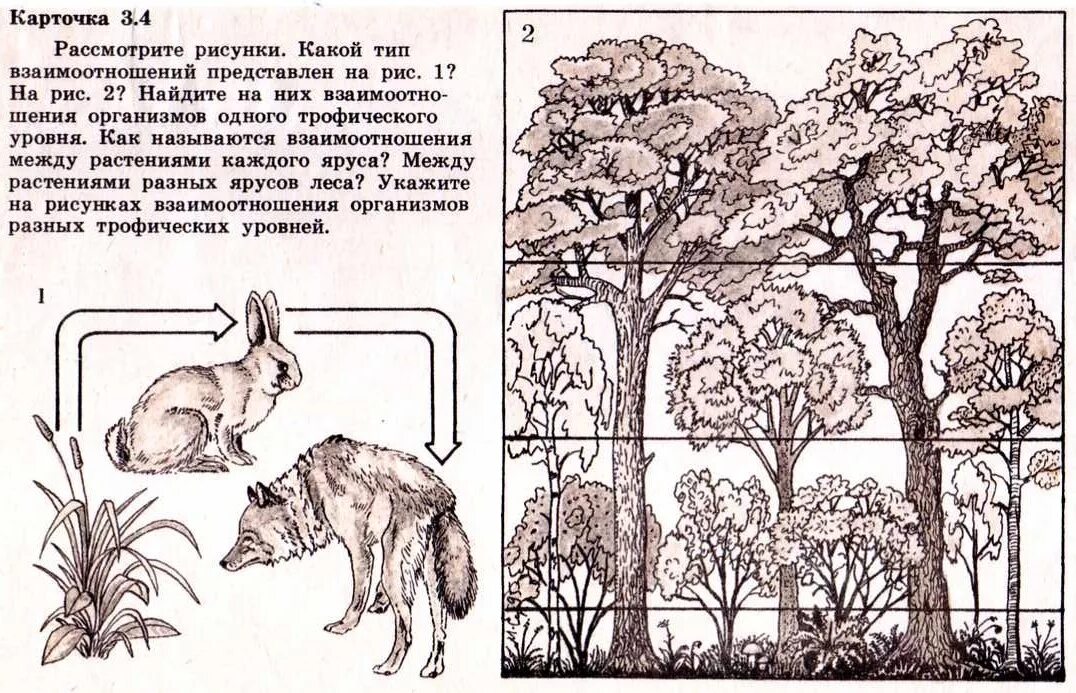 Рассмотрите животных на картинках выявите. Рассмотрите животных на картинках выявите