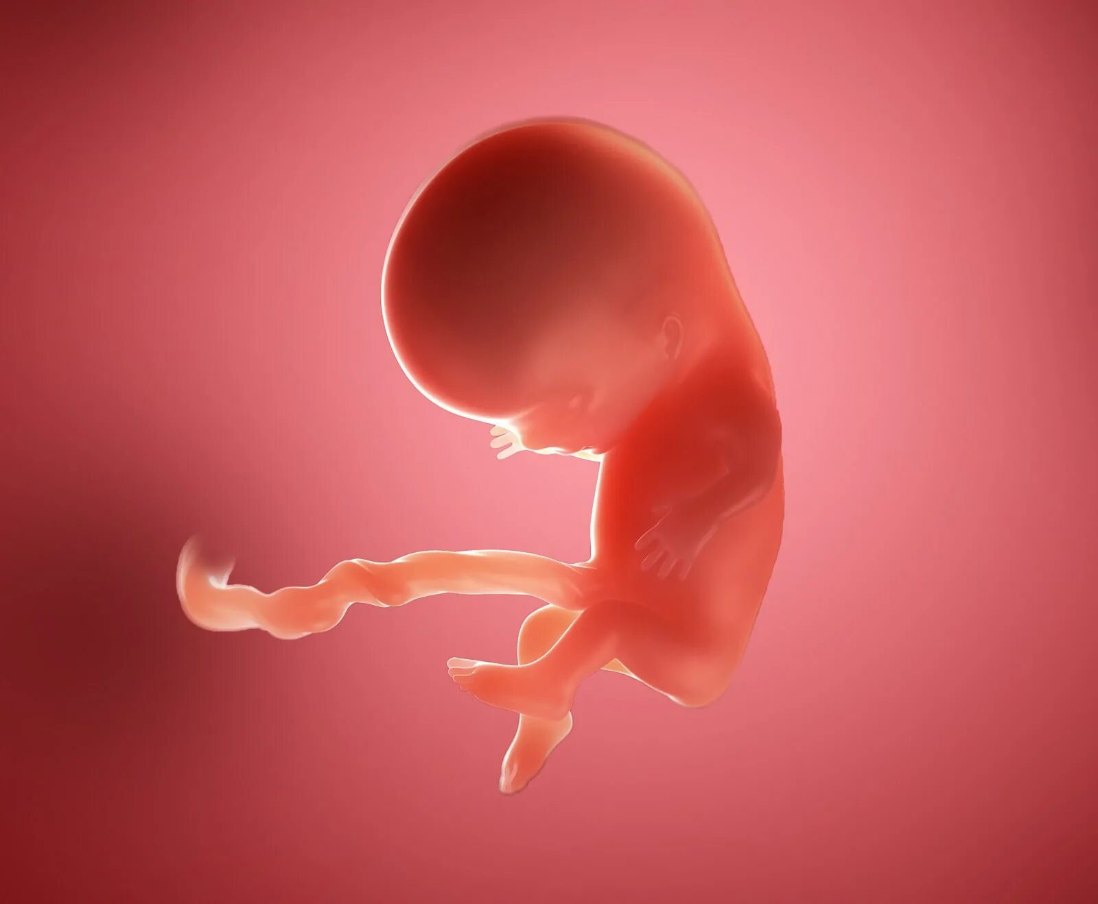 Зародыш 10 недель беременности. Плод человека 10 недель. Эмбрион на 10 неделе беременности.