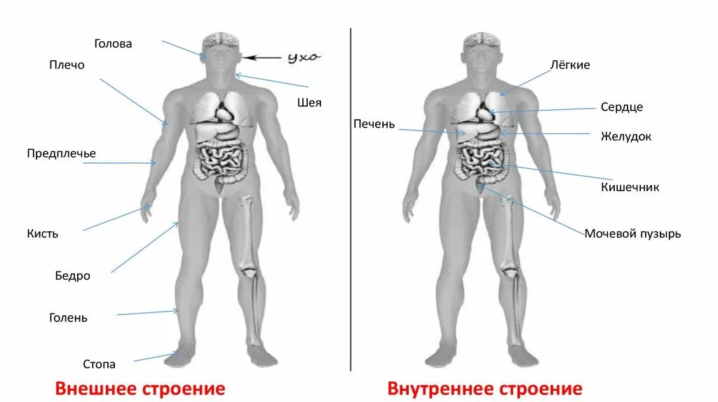 Строение тела. Строение человека. Внешнее строение организма человека. Внешнее и внутренне строение человека.