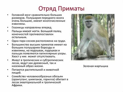 Особенности жизни приматов