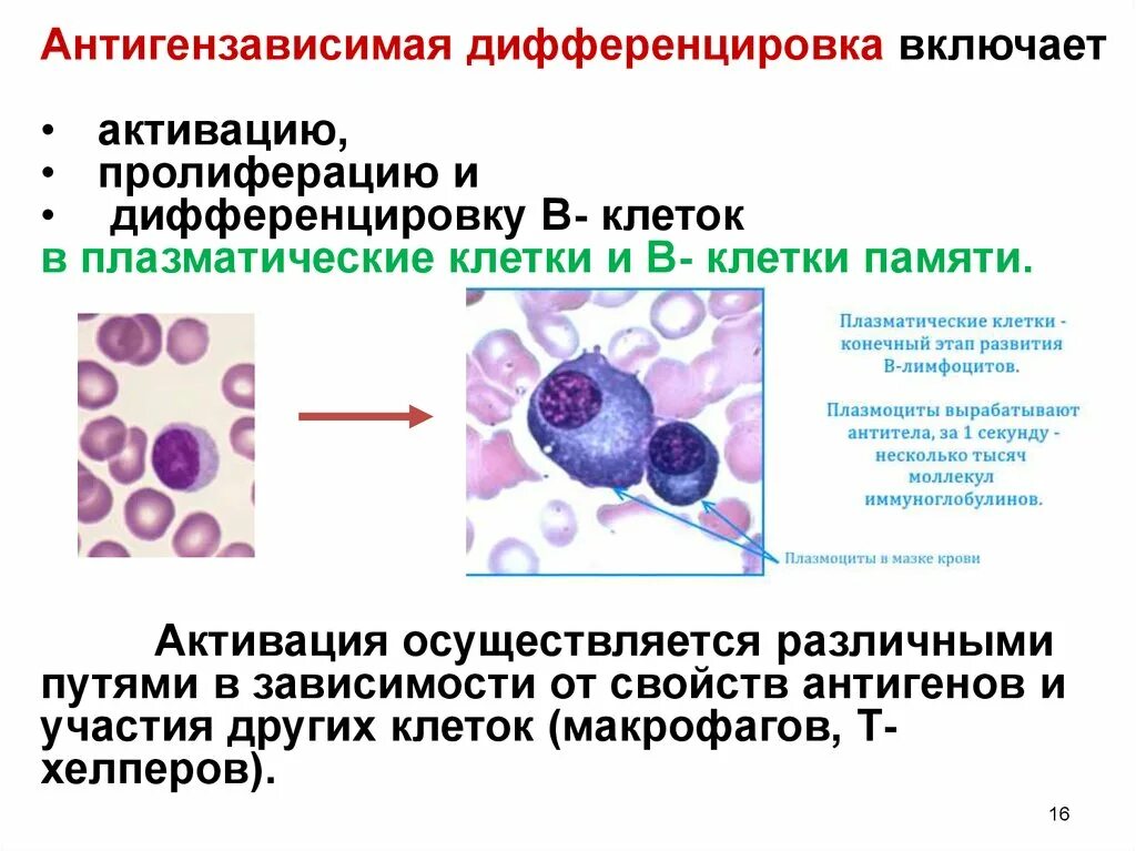 Дифференцировка b лимфоцитов в плазматические клетки и клетки памяти. Плазматические клетки плазмоциты. Плазмоциты и б лимфоциты. Б лимфоциты в плазматические клетки. Т и б клетки