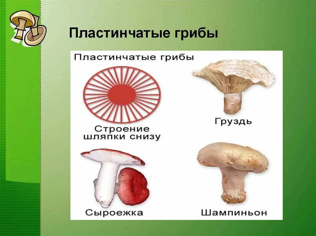 Трубчатые и пластинчатые примеры. Шляпочные пластинчатые грибы съедобные. Груздь трубчатый или пластинчатый гриб. Строение пластинчатого гриба. Шляпочные грибы трубчатые и пластинчатые.