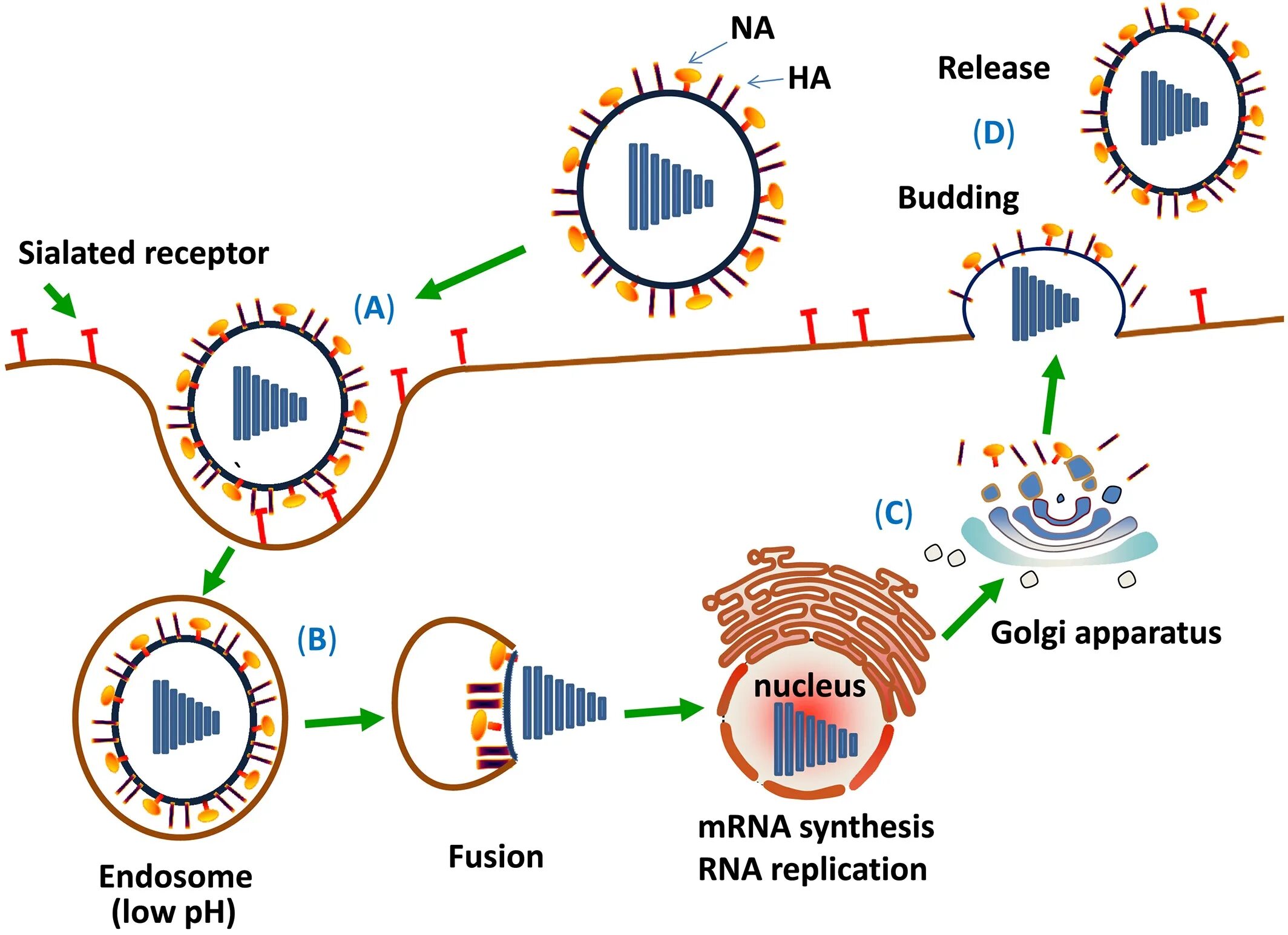 Характерные особенности вирусов. Наличие обмена веществ вирусы. Отличительные характеристики вирусов. Метаболизм вирусов. Строение вируса 10 класс биология.