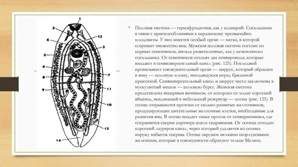 Печеночный сосальщик приспособления. Плоские черви печеночный сосальщик половая система. Органы печеночного сосальщика. Половая система плоских сосальщиков червей. Марита печеночного сосальщика кишечник.