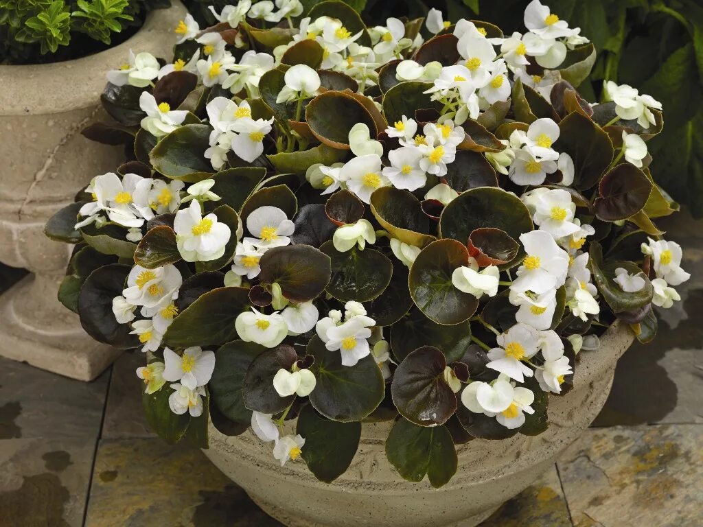 бегония вечноцветущая белая. бегония begonia doublet white. бегония вечноцветущая амбассадор вайт. бегония вечноцветущая бронзоволистная найтлайф. бегония амбассадор биколор.