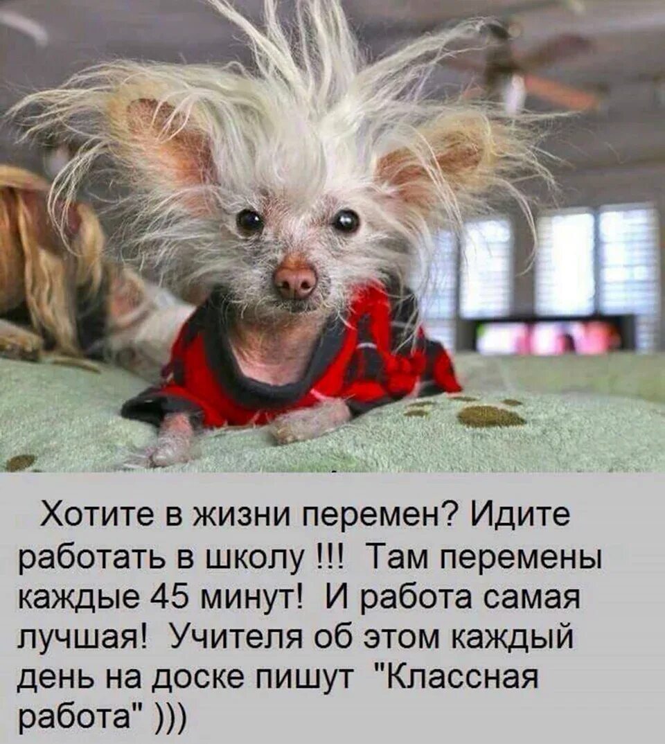 Весёлые надписи для поднятия настроения. Юмор для мужчин для поднятия настроения. Картинка смешная про работу для поднятия настроения. Смешные картинки с высказываниями для поднятия настроения. Прикольные фразы для поднятия настроения.