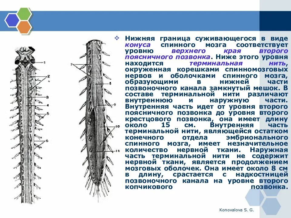 Число спинного мозга. Спинной мозг конус спинномозговой. концевой отдел спинного мозга. конус спинного мозга на уровне л1 что это. спинной мозг вид спереди и сзади.