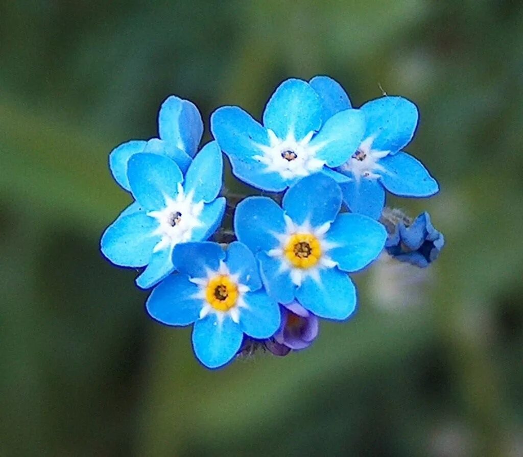 Добро незабудка. Незабудка Песчаная. Незабудка гибридная. Цветок Myosotis. Незабудка Садовая голубая.