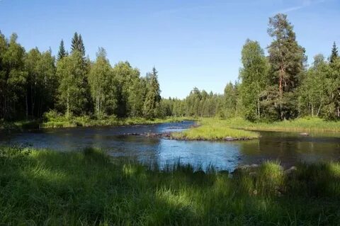 Тихвинский лес