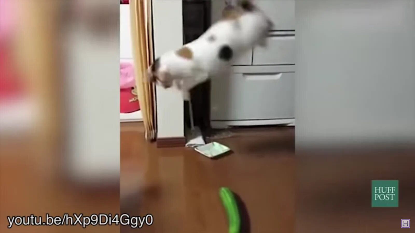 Почему коты и кошки боятся огурцов. Кошка боится огурца видео. Коты и огурцы. Котик огурчик. Кот испугался огурца.