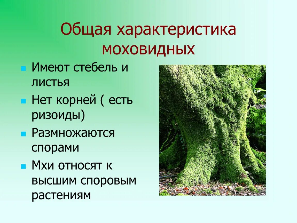 Мхи биология. Мхи по биологии. Мхи презентация. Конспект на тему мхи.