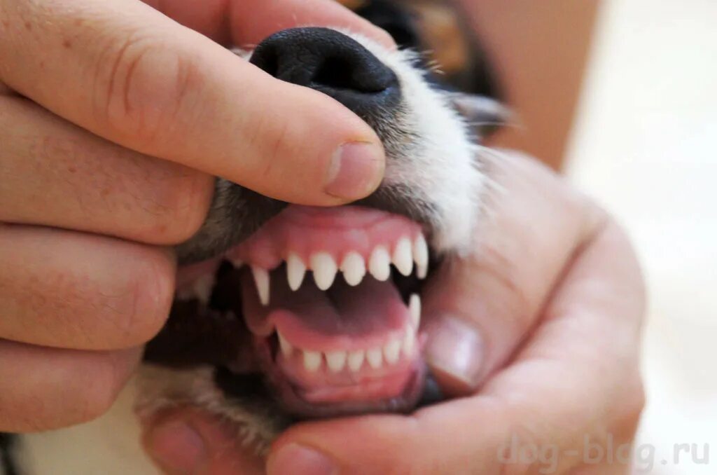 ножницеобразный прикус у собак. молочные зубы у овчарки. молочные зубы у овчарки. молочные зубы у овчарки. молочные зубы у овчарки.