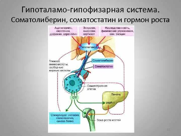 Гипоталамо гипофизарная система гормоны гипоталамуса. Гипоталамо гипофизарная надпочечниковая система. Гипоталамо-гипофизарно-надпочечниковая ось. Гипоталамо-гипофизарная система биохимия. Соматолиберин и соматостатин.