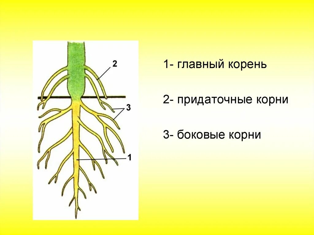 Какие корни образуются на стеблях и листьях. Главный корень боковой корень придаточный корень. Придаточные боковые и главный корень. Главный корень боковые и придаточные корни. Строение корня боковые придаточные.