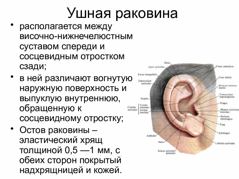 Ушная раковина какое ухо. Строение уха что такое козелок сосцевидный отросток. Анатомия уха и сосцевидного отростка. Наружная ушная раковина анатомия. Сосцевидные отростки ушной раковины анатомия.