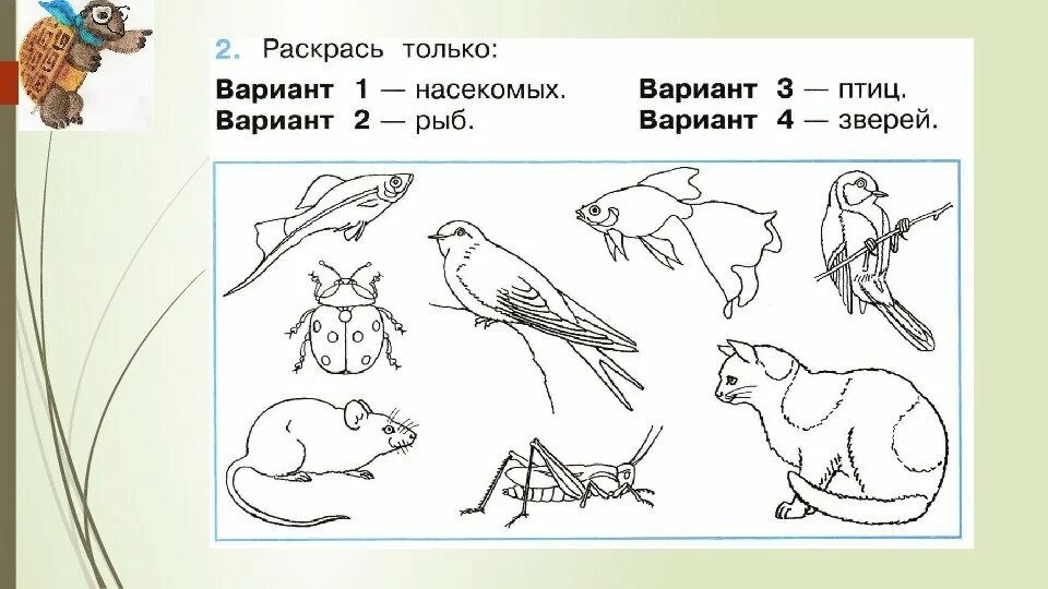 Группы животных задание. Птицы задания для дошкольников. Разнообразие животных задания. Задание по окружающему миру птицы.