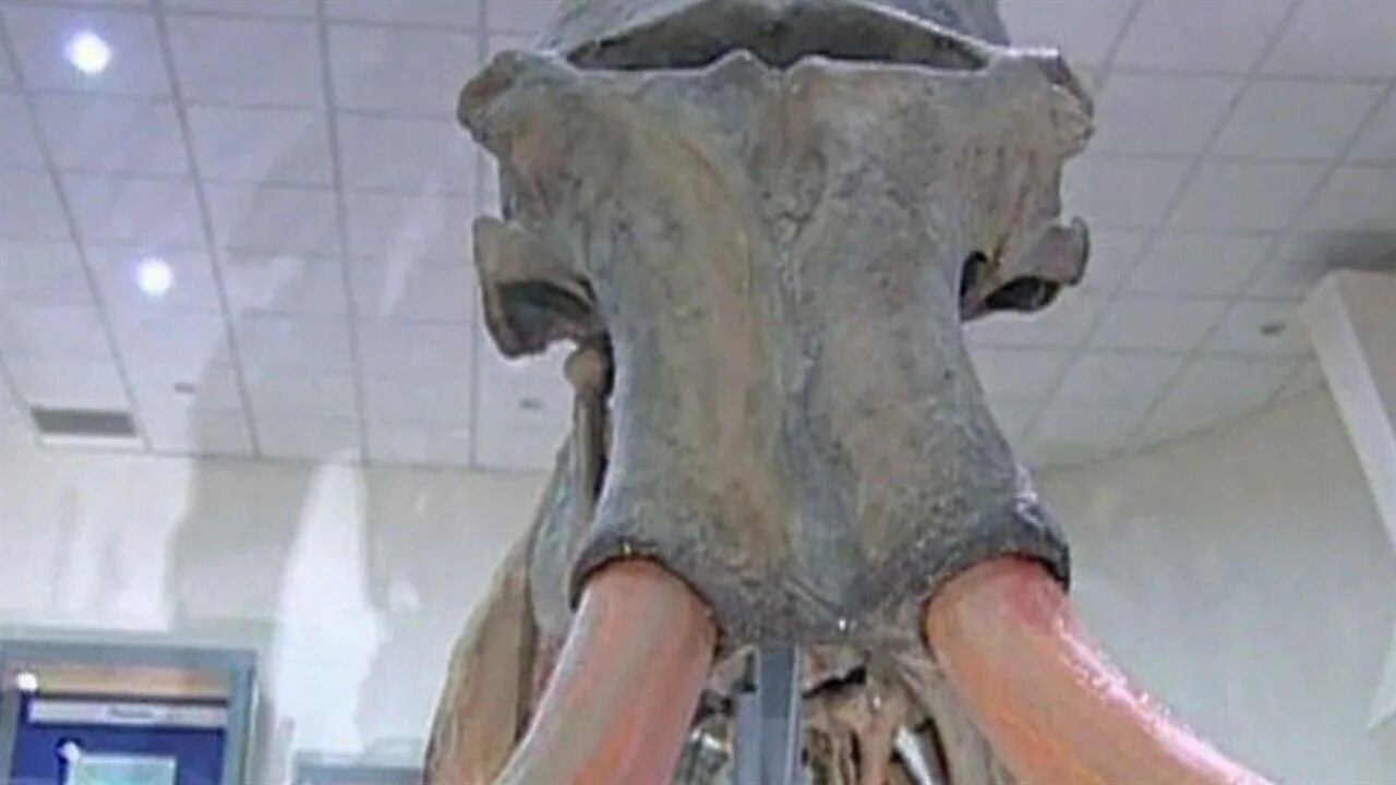 Доисторическая девушка замороженная 40 миллионов лет. Учёные оживили мамонта. Мамонт ученые восстановили. Восстановление мамонта.