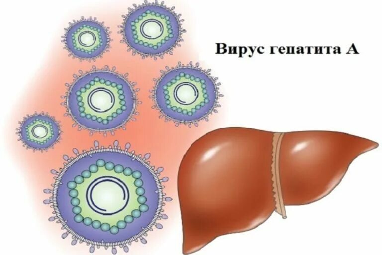 Профилактика гепатита е. Вирус гепатита в. Профилактика гепатита с.