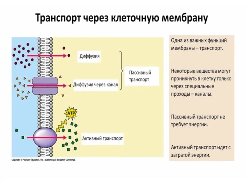 Что такое активный, пассивный транспорт через клеточную мембрану?. Мембрана клетки транспорт веществ. Пассивный транспорт веществ через мембрану. Виды активного транспорта через мембрану клетки.