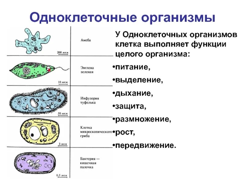 Какая клетка выполняет все функции живого организма