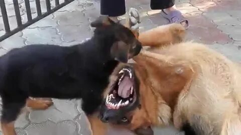Овчарка бои видео