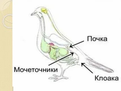 Птицы выделяют