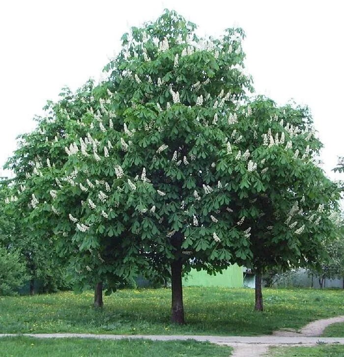 Каштан хвойное. Конский каштан дерево. Конский каштан обыкновенный Aesculus hippocastanum. Каштан конский листопадное дерево. Каштан конский обыкновенный дерево.