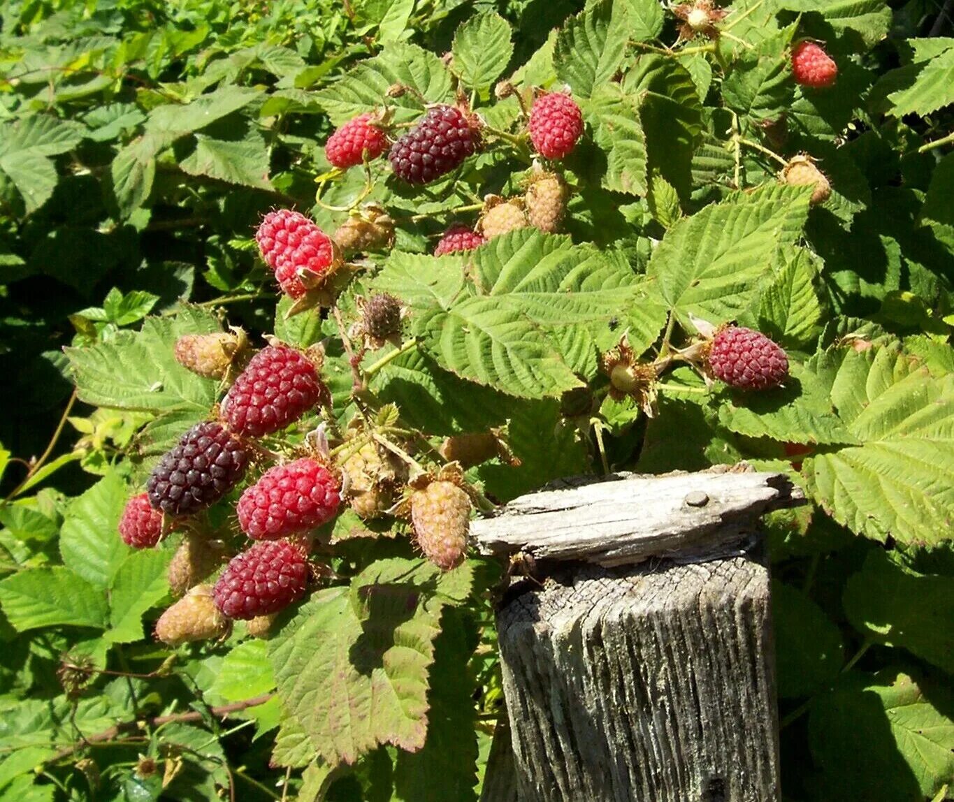 ежевика коламбия гигант. ежемалина тайберри. коламбия гигант. ежемалина кэдбери. ежемалина тайберри куст.