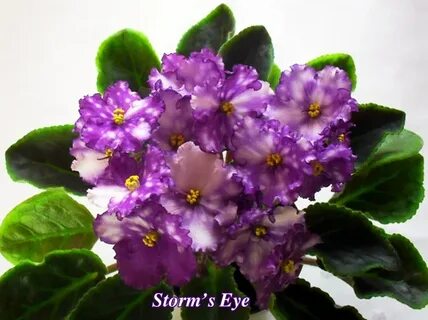 Storm's eye