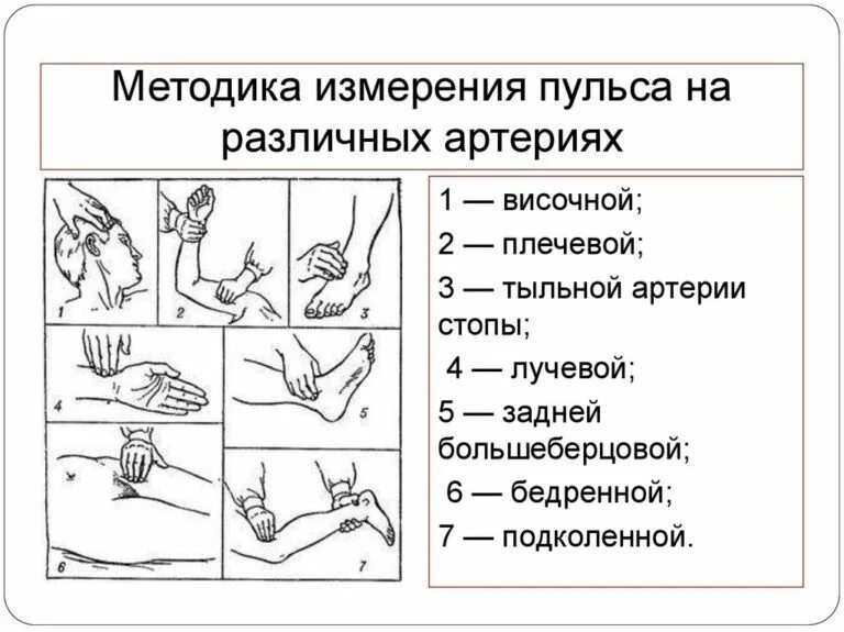 Подсчет сердечных сокращений человека название метода. Подсчет частоты пульса алгоритм. определение пульса на лучевой артерии алгоритм. измерение, оценка частоты пульса алгоритм. оценка и подсчет пульса алгоритм.
