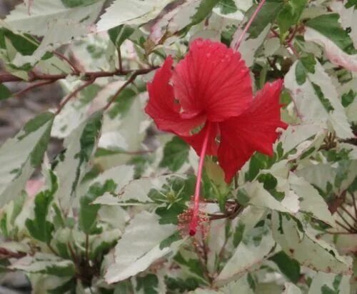Snow Queen Variegated Tropical Hibiscus 1 Gallon Shrub, Tropical Tropical