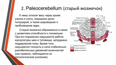 Развитый мозжечок