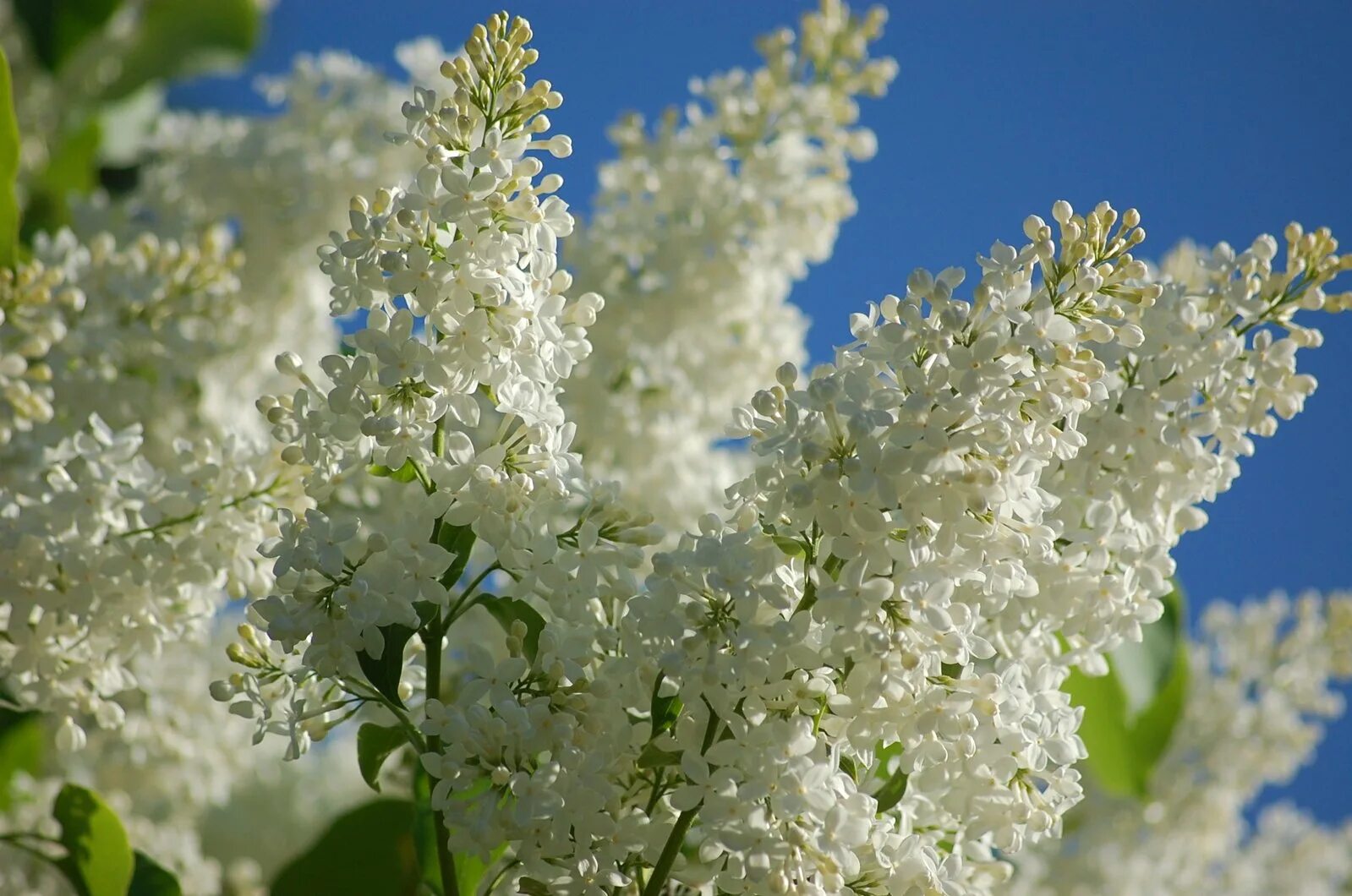 Цветущая белая сирень. Сирень белая куст. Сирень Экселент. Распускается белая сирень