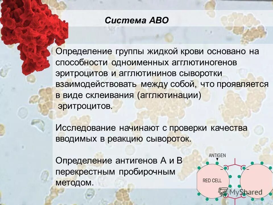 Антигены групп крови системы аво. Система крови аво. Система аво группы крови таблица. Система аво группы крови таблица. Системы групп крови.