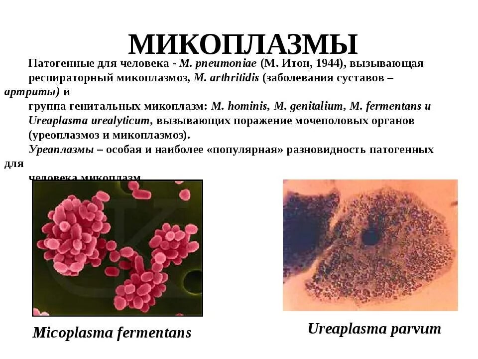 Микоплазмы строение микробиология. Микоплазма пневмония микробиология. Возбудитель микоплазмоза микробиология. Микоплазма пневмония микроскопия.