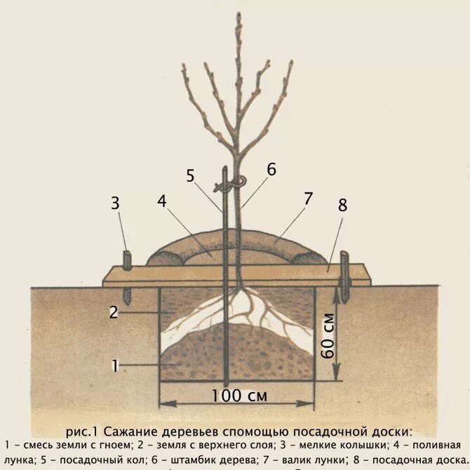 Можно ли садить сливу. Схема посадочной ямы для яблони. Размер ямы для вишни черешни. Размер ямы для посадки саженца яблони. Схема посадки саженца яблони.