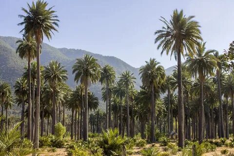 Parc national Las Palmas de Cocalán - Wikipédia.