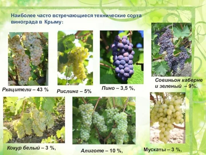 Сколько сортов