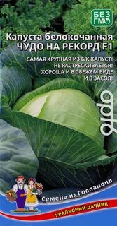 Капуста сорт чудо на рекорд