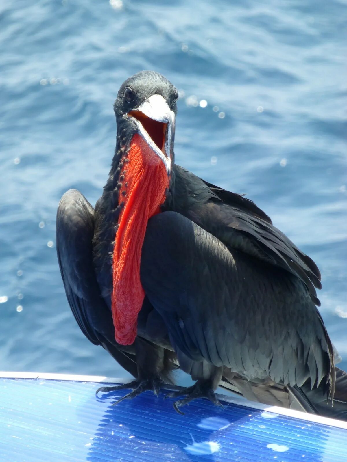 Top Galapagos Island Birds to See - Part Two