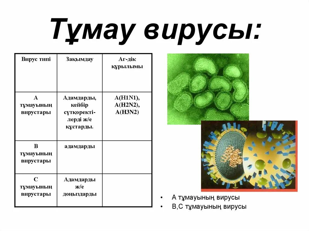 Ковид 2 вирус. Тұмау вирусы презентация. Тұмау презентация. Тұмау вирус Емі. Вирус ковид.