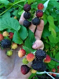 Сорт ежемалины кумберленд