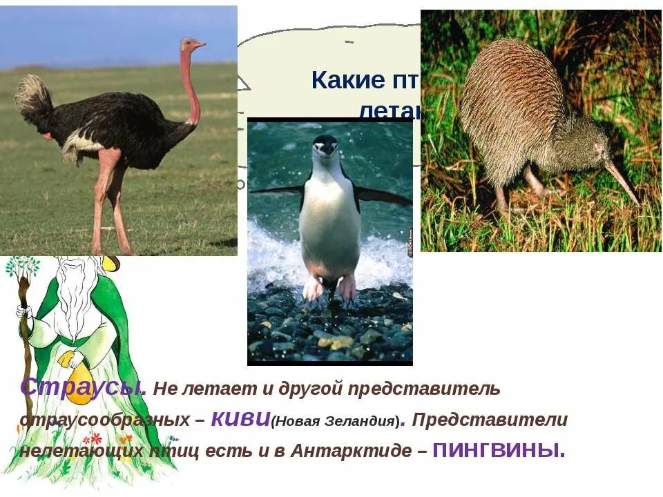 Какое животное летает но не птица