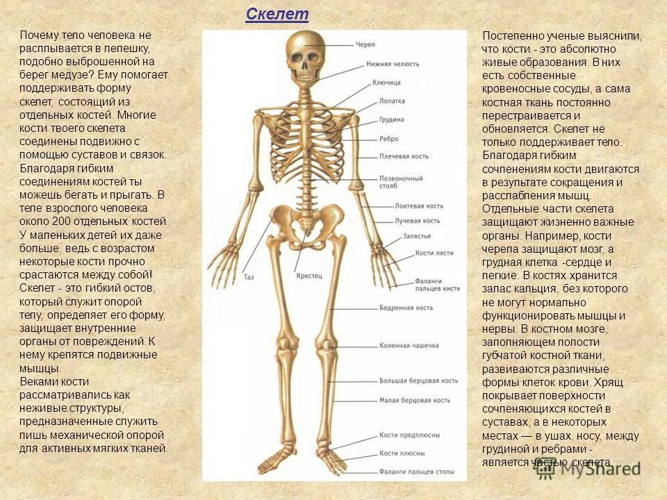 Скелет человека с описанием костей и суставов. Костный скелет человека анатомия. Кости скелета на русском и на латыни. Строение скелета человека схема с описанием. С какой частотой обновляются кости