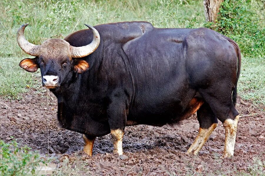 Большой бык. Дикий бык Гаур. Гаур порода коров. Бык ЗУБР Гаур. Самый большой бык в мире Гаур.