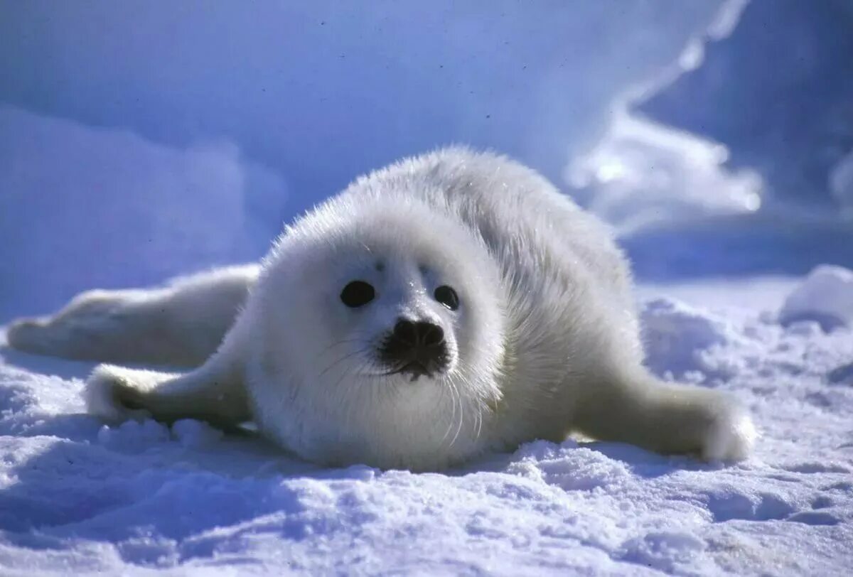 Международный день защиты бельков. Гренландский тюлень. Белек гренландского тюленя. Белек нерпы. Гренландский тюлень Нерпа.