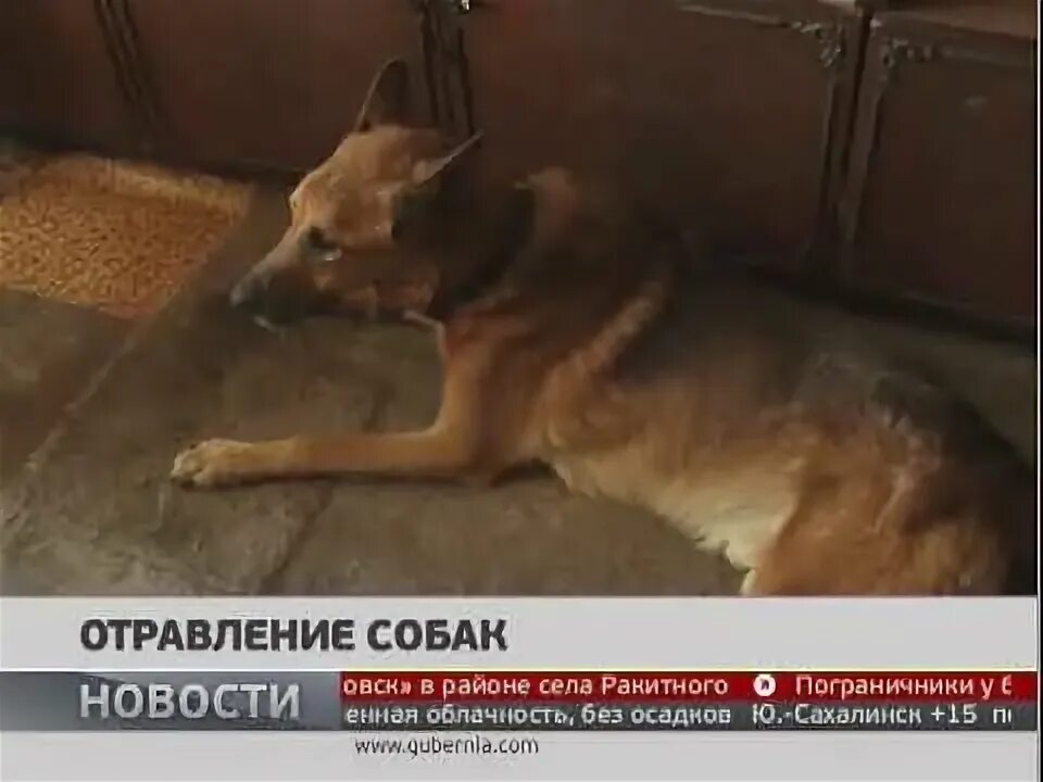 Собака отравилась крысиным