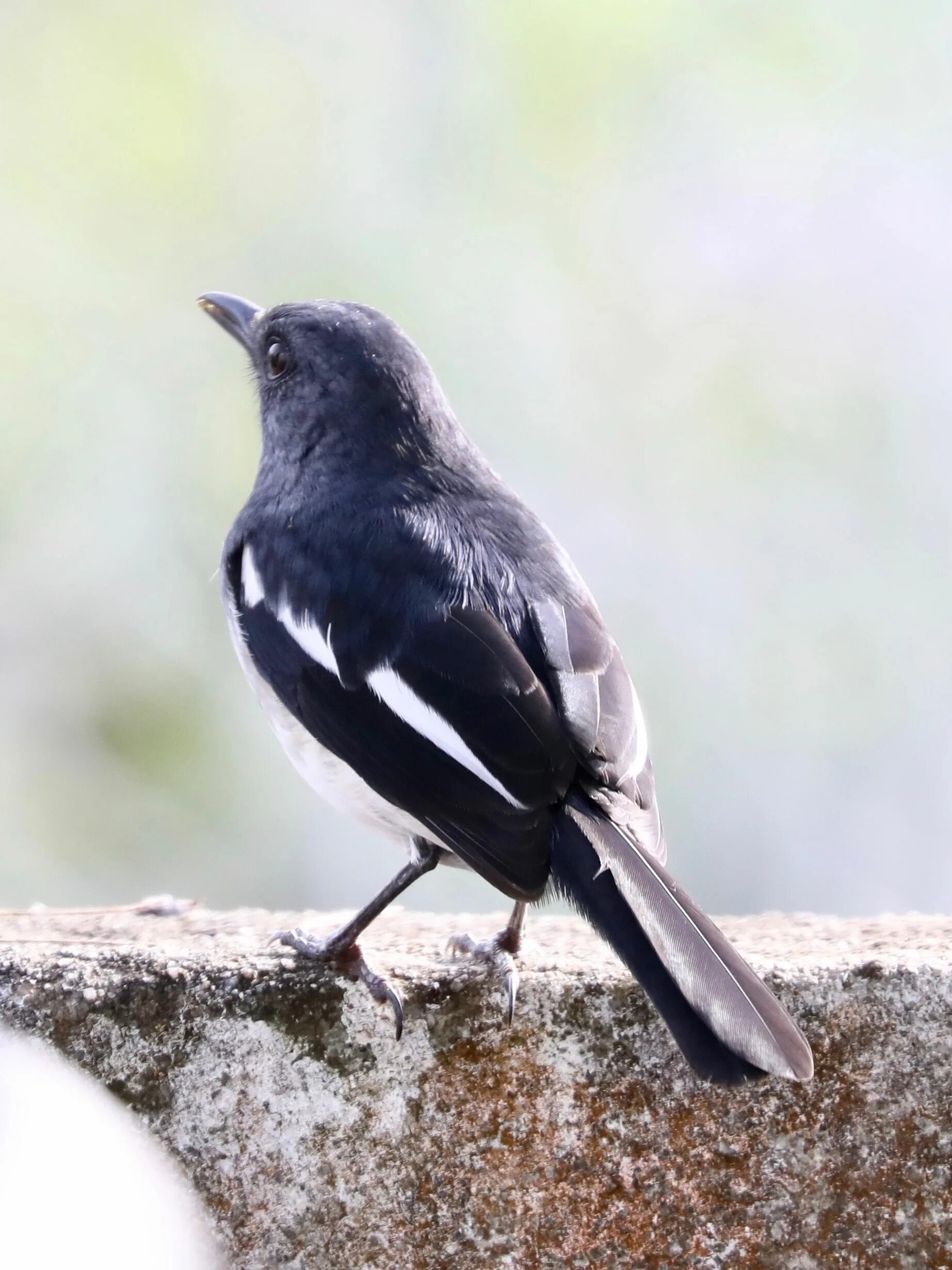 Bird back. Magpie robin. back view of the bird. sound ideas, bird, robin - calling, animal.